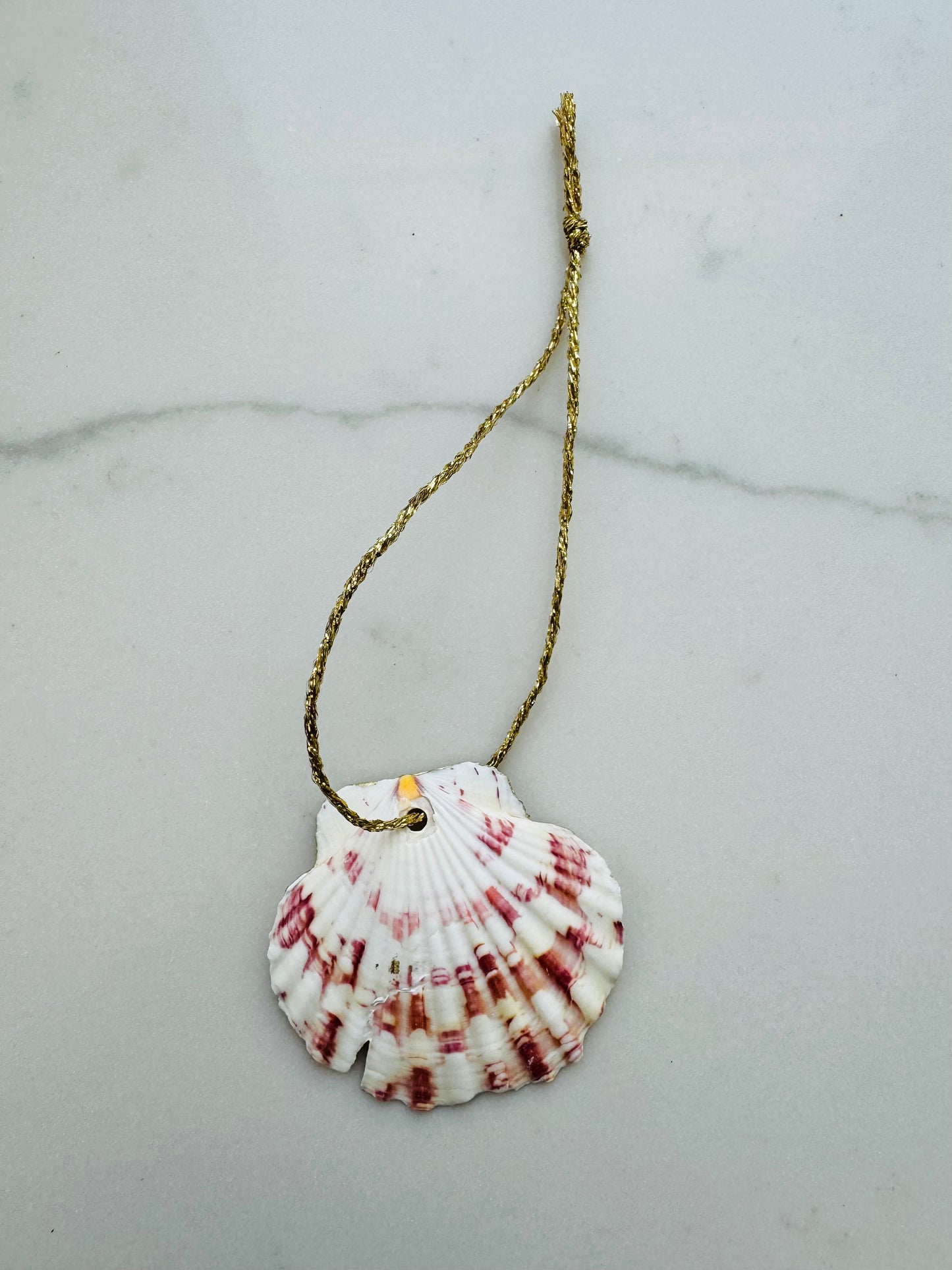 Starfish & Shell