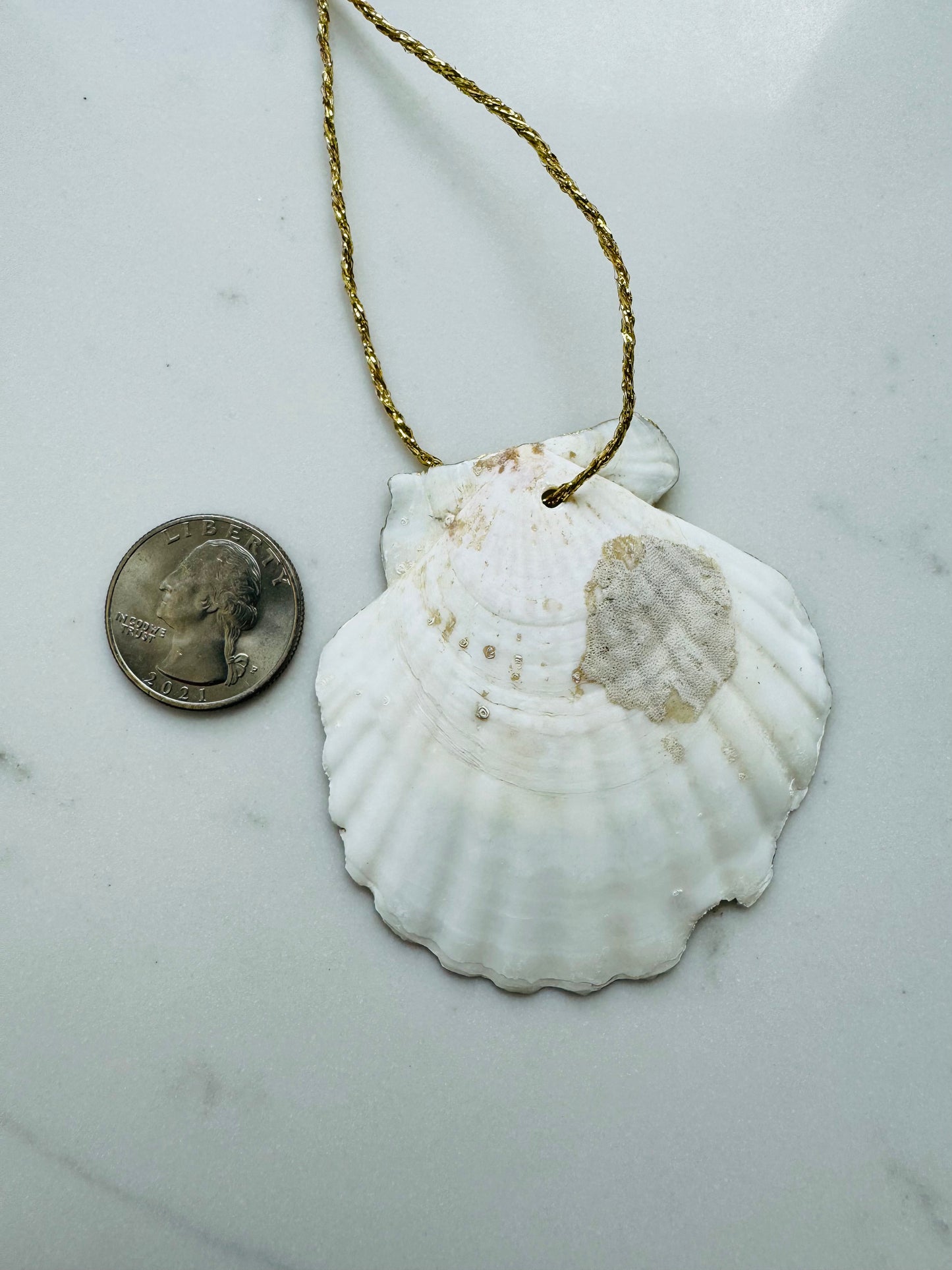 Sand Dollar Shell Ornament