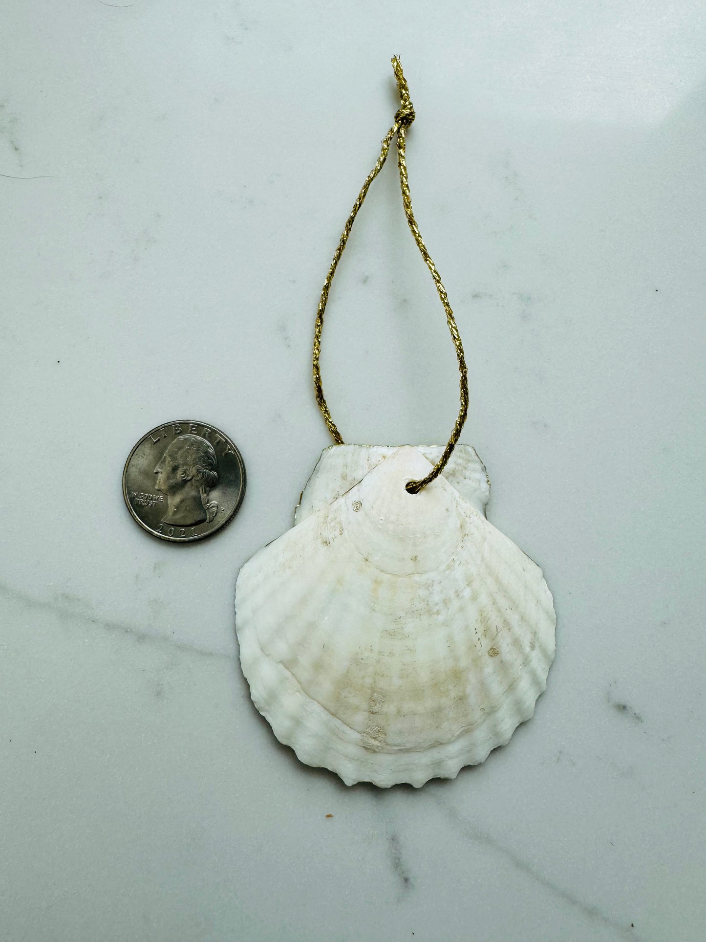 Scallop Shell Ornament