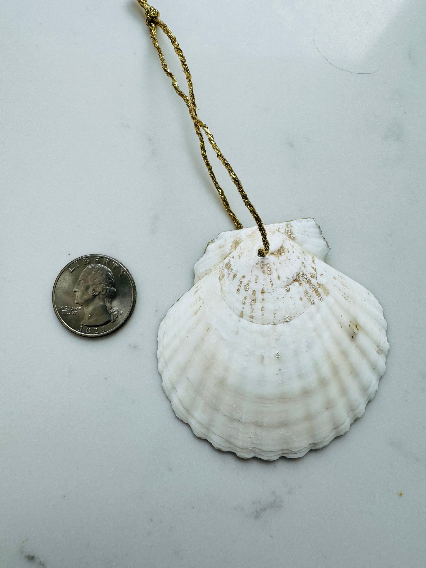 Sea Urchin Shell Ornament