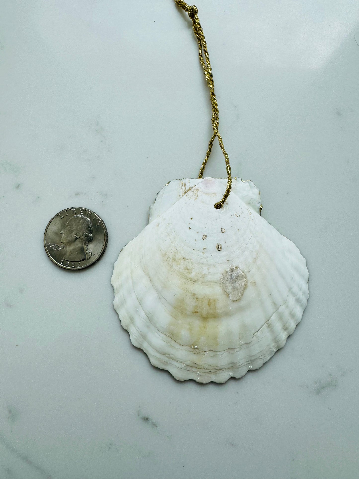 Seahorse Shell Ornament