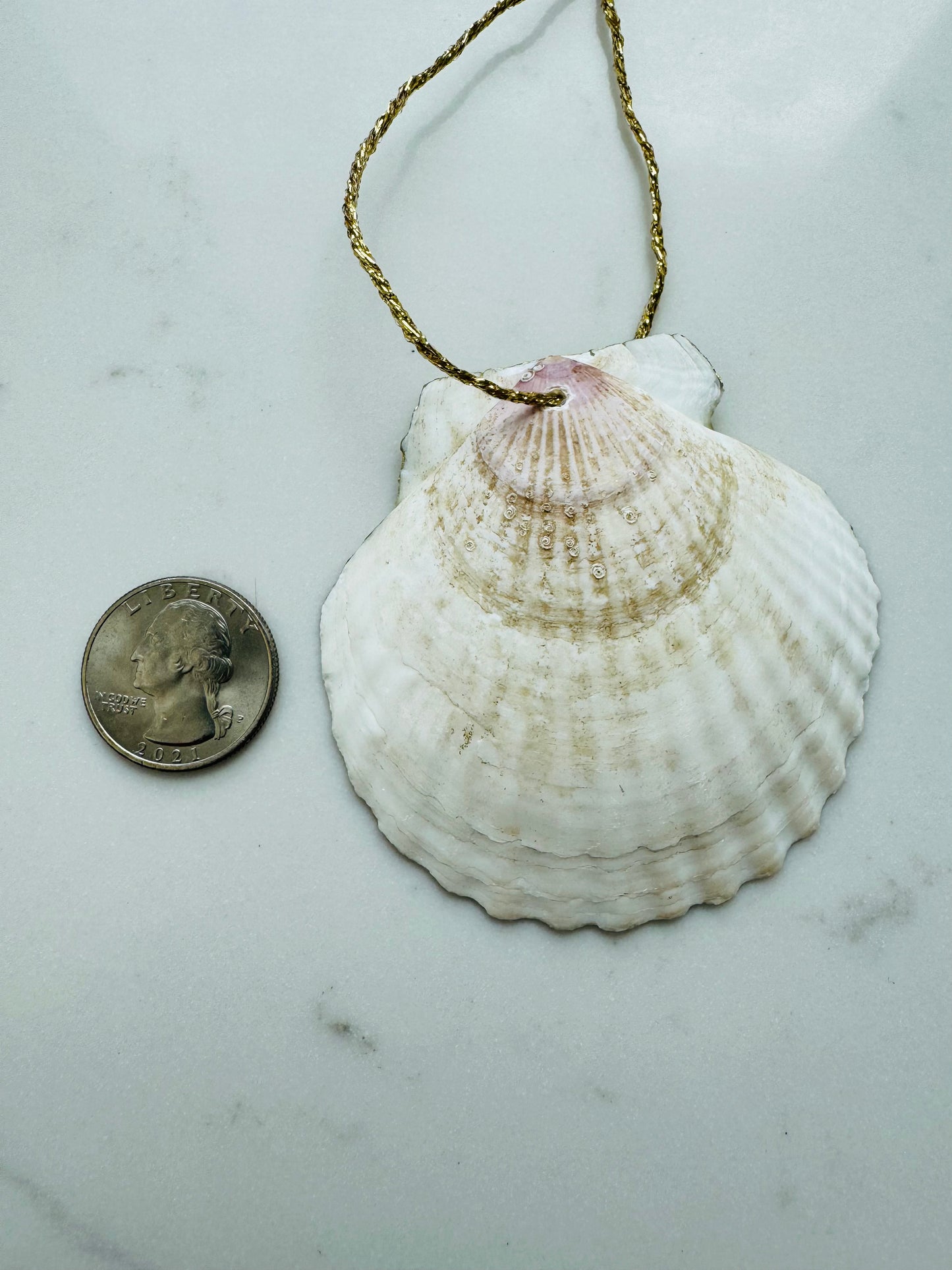 Junonia Shell Ornament