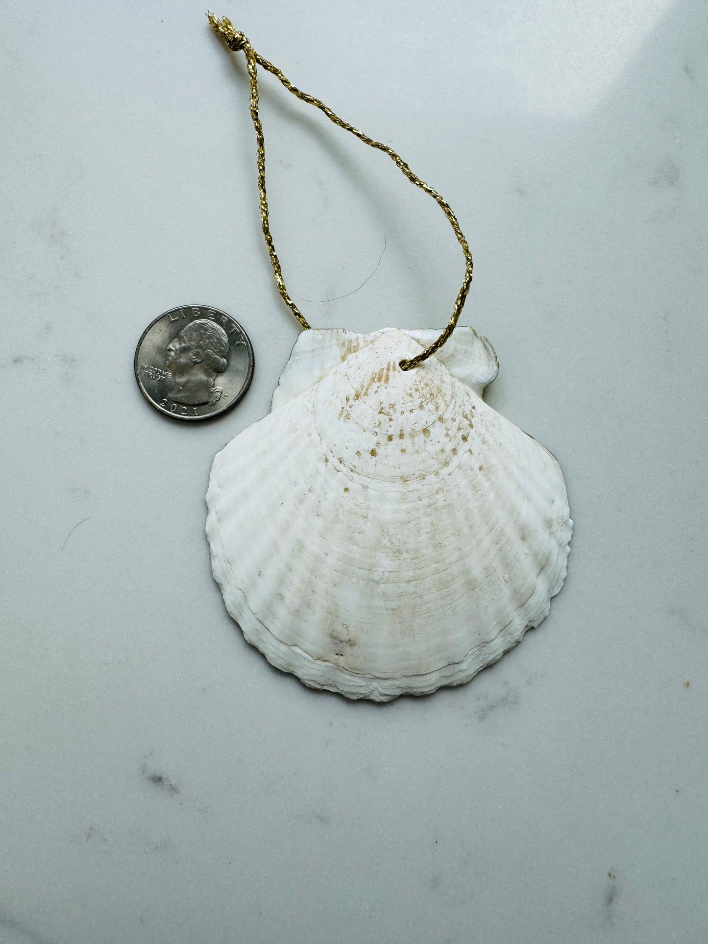 Whelk Shell Ornament