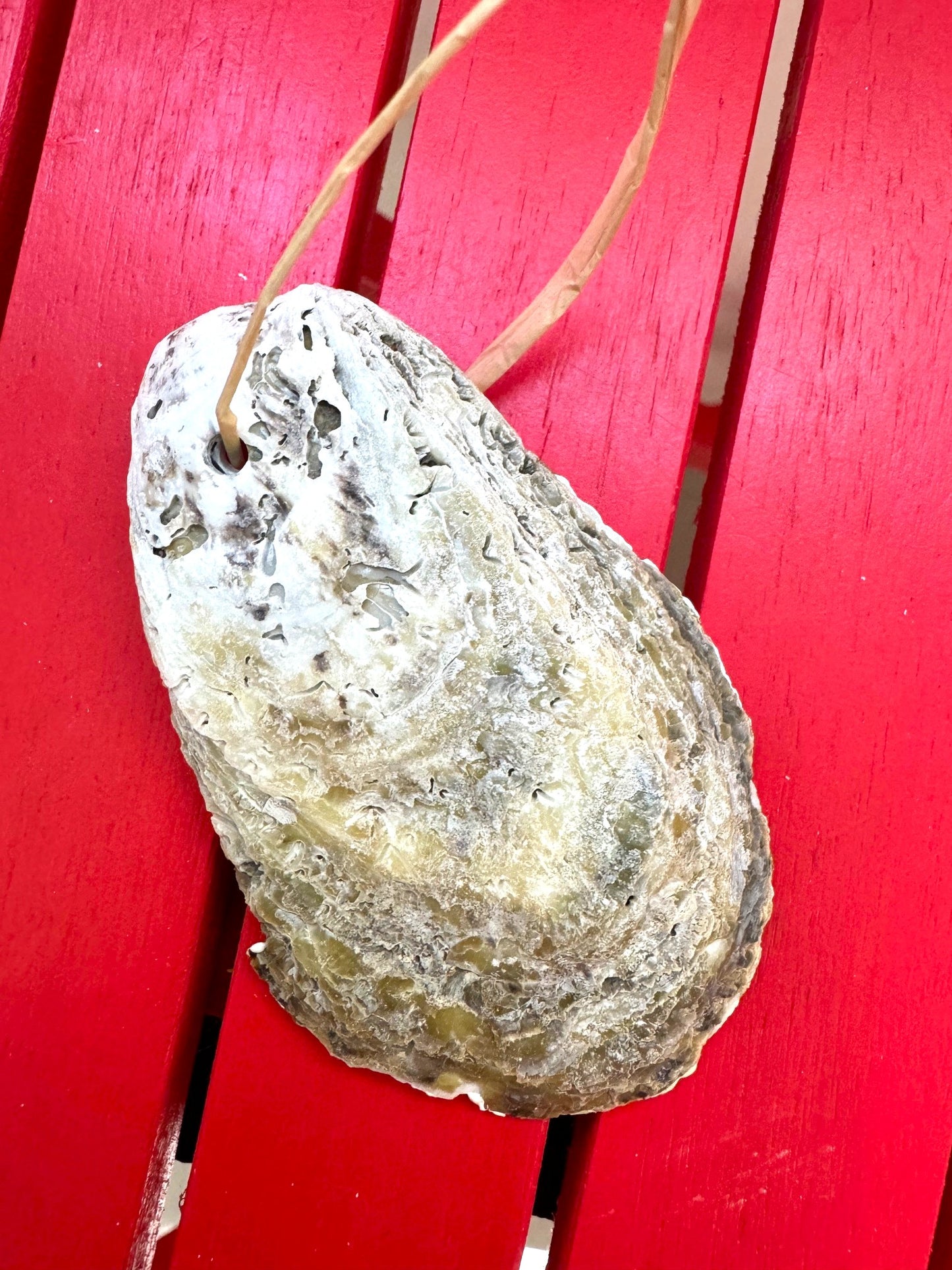 Red Ribbon Oyster Ornament